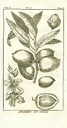 Постер Amandier des Dames