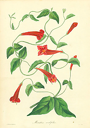 Постер Manettia Cordefolia