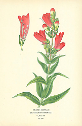 Постер Beard-tongue (Pentstemon Hartwegi) 1 Постер Beard-tongue (Pentstemon Hartwegi) 1