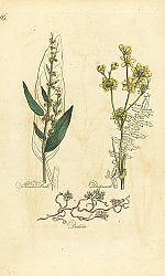 Постер Pointed Dock, Dropwort, Dodder 1