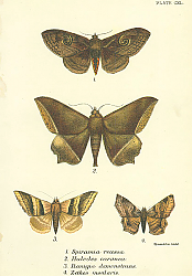 Постер Spiramia recessa, Hulodes caranea, Remigia demonstrans, Zethes insularis Постер Spiramia recessa, Hulodes caranea, Remigia demonstrans, Zethes insularis