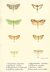 Постер Nymphula stagnata