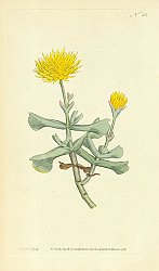 Постер Curtis Ботаника №57