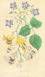 Постер Glycine, Harrisonia