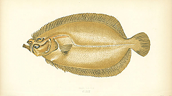 Постер Sail Fluke