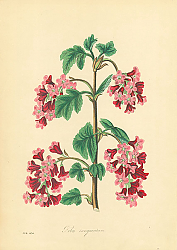 Постер Ribes Sanguineum