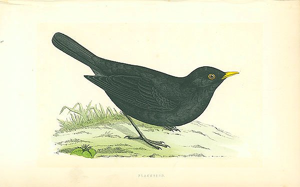 Blackbird