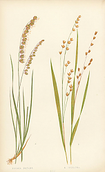 Постер Melica Nutans 1