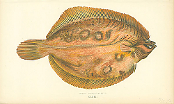 Постер Smear Dab. - Variety