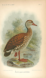 Постер Dendrocygna Guttulata 1