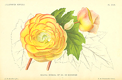Постер Begonia Hybrida Mme CH. DE BOSSCHERE 1 Постер Begonia Hybrida Mme CH. DE BOSSCHERE 1