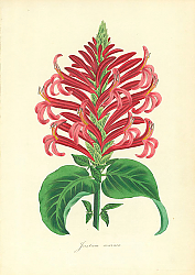 Постер Justicia Coccinea