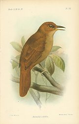 Постер Automolus Rubidus 1