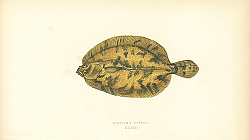 Постер Ekstrom's Topknot 1