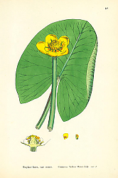 Постер Nuphar lutea, var minor. Common Yellow Water-Lily Постер Nuphar lutea, var minor. Common Yellow Water-Lily