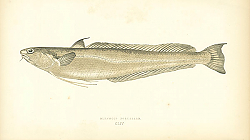 Постер Blennoid Forkbeard