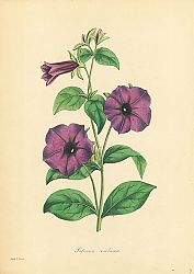 Постер Petunia Violacea
