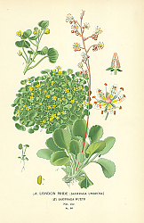 Постер London Pride (Saxifraga Umbrosa), Saxifraga Huetii 1 Постер London Pride (Saxifraga Umbrosa), Saxifraga Huetii 1