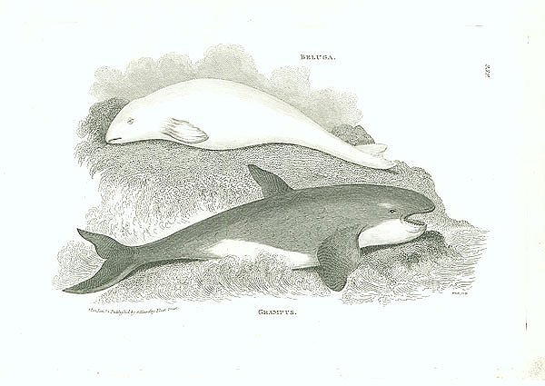 Beluga, Grampus