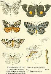 Постер Acropteris strialaria