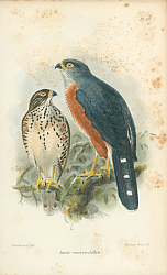 Постер Astur Macroscelides 1