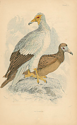 Постер Neophron 4