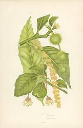 Постер Common Beech, Spanish Chesnut 1