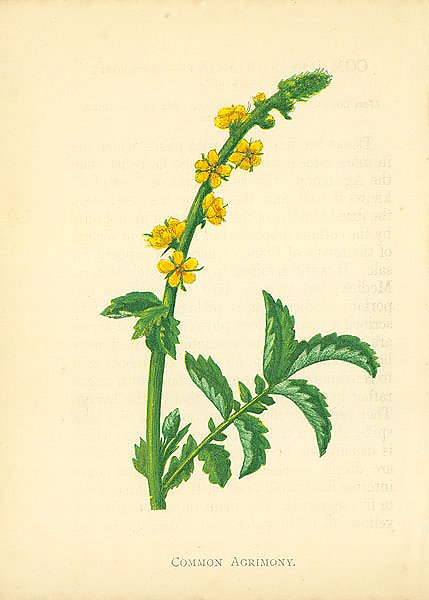 Common Agrimony 1