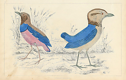 Постер Birds 1