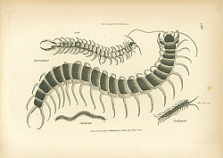 Постер Scolopendra