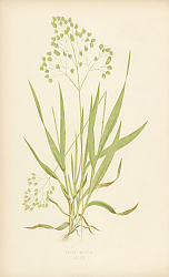 Постер Briza Minor 1