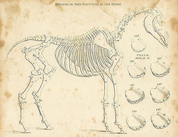 Skeleton, or Bony Structure of the Horse