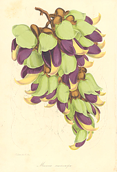 Постер Mucuna Macrocarpa 1