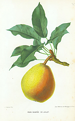 Постер Peche Coloree de Juillet