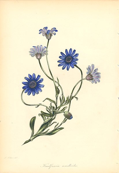 Kaulfussia amelloides 1