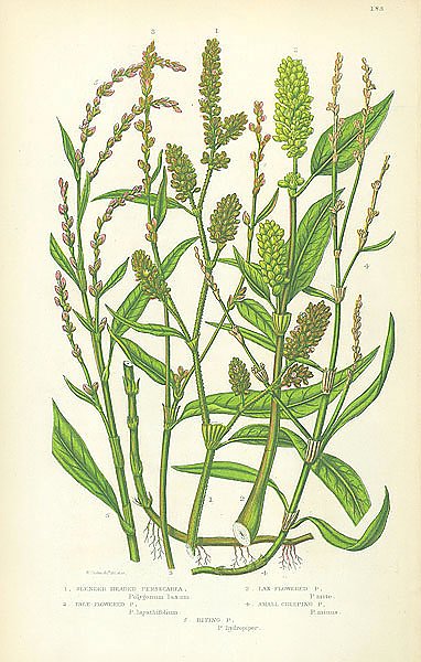 Slender Headed Persecaria, Pale Flowered, lax Flowered, Small Creeping, Biting 1