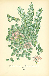 Постер Sedum Sieboldii, Sedum Sarmentosum 1 Постер Sedum Sieboldii, Sedum Sarmentosum 1