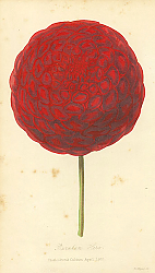 Постер Burnham Hero