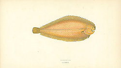 Постер Solenette