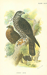 Постер Honey Kite 2