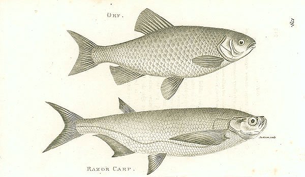 Orf, Razor Carp 1