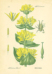 Постер Gentianaceae, Gentiana lutea 1