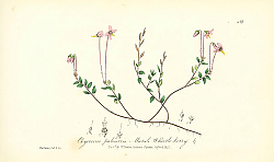 Постер Oxycoccus palustris. Marsh Whortleberry