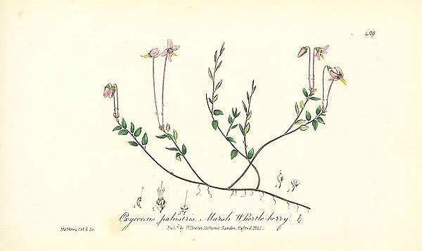 Oxycoccus palustris. Marsh Whortleberry