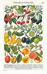 Постер Steinobst und Schalenobst I 1