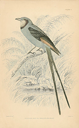 Постер Scissor-tail or Swallow Blackcap 1 Постер Scissor-tail or Swallow Blackcap 1