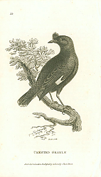 Постер Crested Grakle