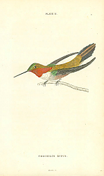 Постер Trochilus Rufus