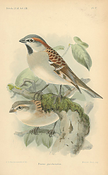 Постер Passer Pyrrhonotus 1