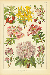 Постер Heidegewachse (Ericaceae) 1